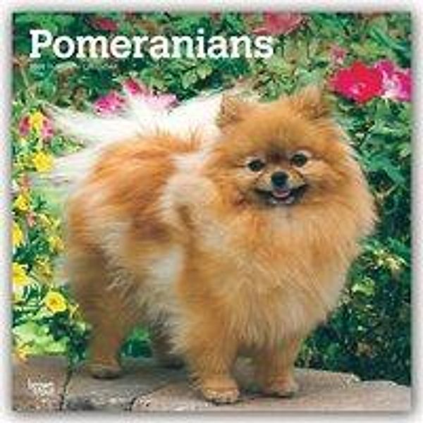 Pomeranians - Zwergspitze 2020, BrownTrout Publisher
