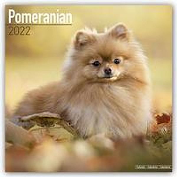 Pomeranians - Zwergspitze 2022 - 16-Monatskalender, Avonside Publishing Ltd