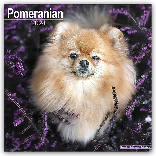Pomeranians - Zwergspitze 2024 - 16-Monatskalender, Avonside Publishing Ltd