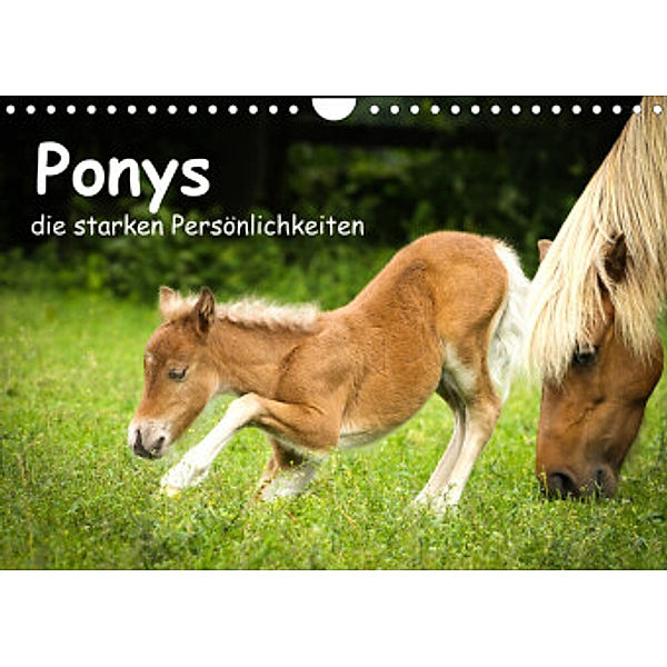 Ponys, die starken Persönlichkeiten (Wandkalender 2022 DIN A4 quer), Berit Seiboth