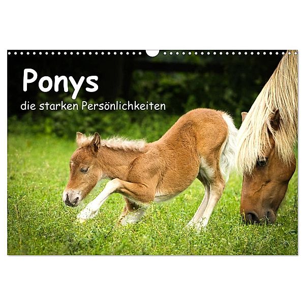 Ponys, die starken Persönlichkeiten (Wandkalender 2024 DIN A3 quer), CALVENDO Monatskalender, Berit Seiboth