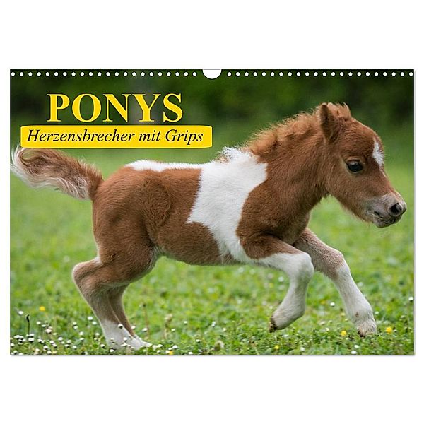 Ponys. Herzensbrecher mit Grips (Wandkalender 2024 DIN A3 quer), CALVENDO Monatskalender, Elisabeth Stanzer