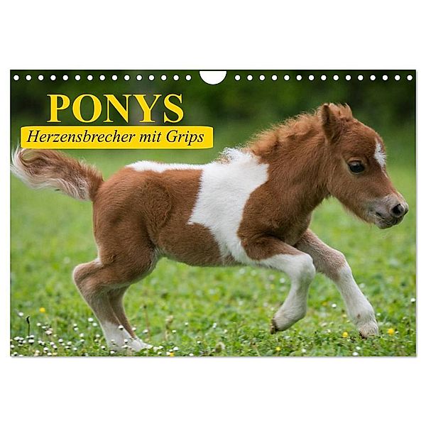 Ponys. Herzensbrecher mit Grips (Wandkalender 2025 DIN A4 quer), CALVENDO Monatskalender, Calvendo, Elisabeth Stanzer