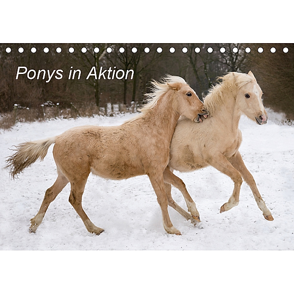 Ponys in Aktion (Tischkalender 2019 DIN A5 quer), Günter Hahn