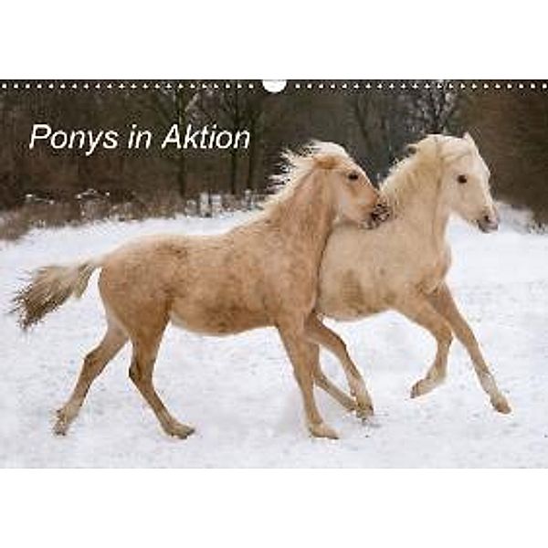 Ponys in Aktion (Wandkalender 2016 DIN A3 quer), Günter Hahn