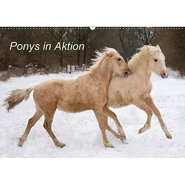 Ponys in Aktion (Wandkalender 2017 DIN A2 quer), Günter Hahn