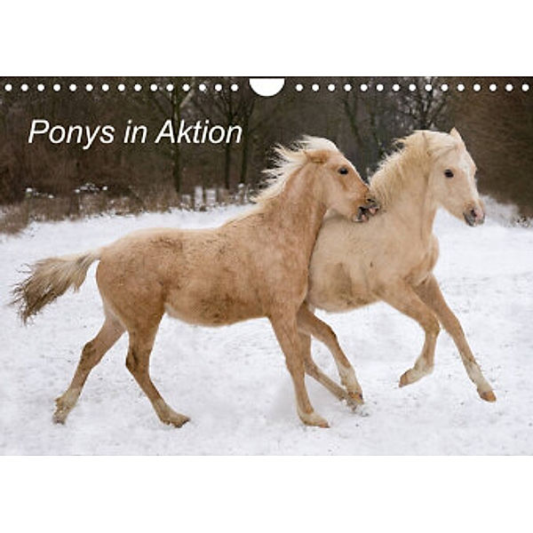 Ponys in Aktion (Wandkalender 2022 DIN A4 quer), Günter Hahn