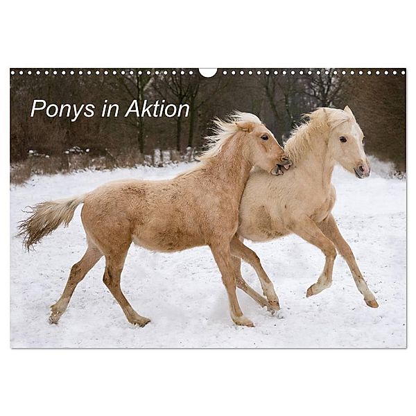 Ponys in Aktion (Wandkalender 2024 DIN A3 quer), CALVENDO Monatskalender, Günter Hahn