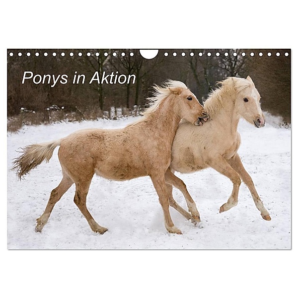 Ponys in Aktion (Wandkalender 2024 DIN A4 quer), CALVENDO Monatskalender, Günter Hahn