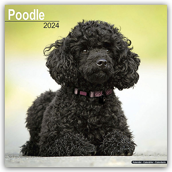 Poodle - Pudel 2024 - 16-Monatskalender, Avonside Publishing Ltd