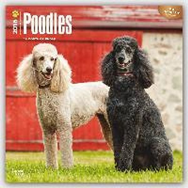 Poodles 2016