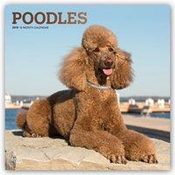 Poodles - Pudel 2019 - 18-Monatskalender mit freier DogDays-