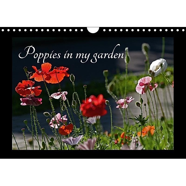 Poppies in my garden (Wall Calendar 2017 DIN A4 Landscape), Gisela Kruse