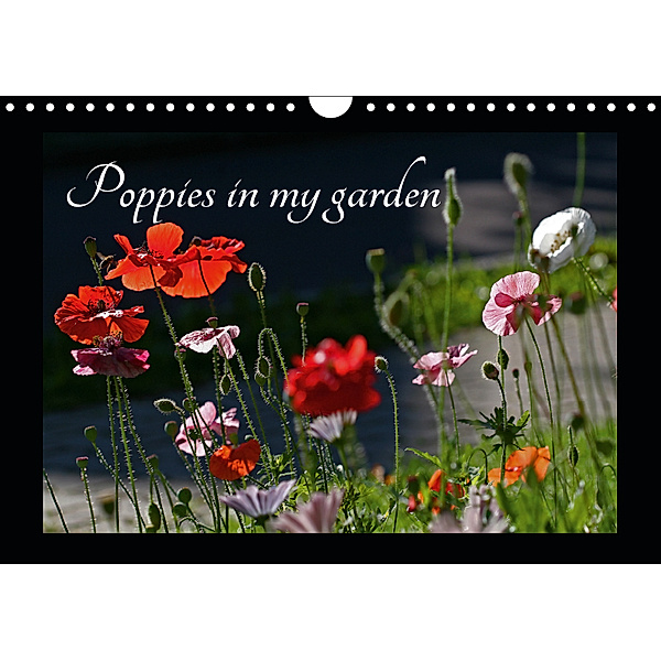 Poppies in my garden (Wall Calendar 2019 DIN A4 Landscape), Gisela Kruse
