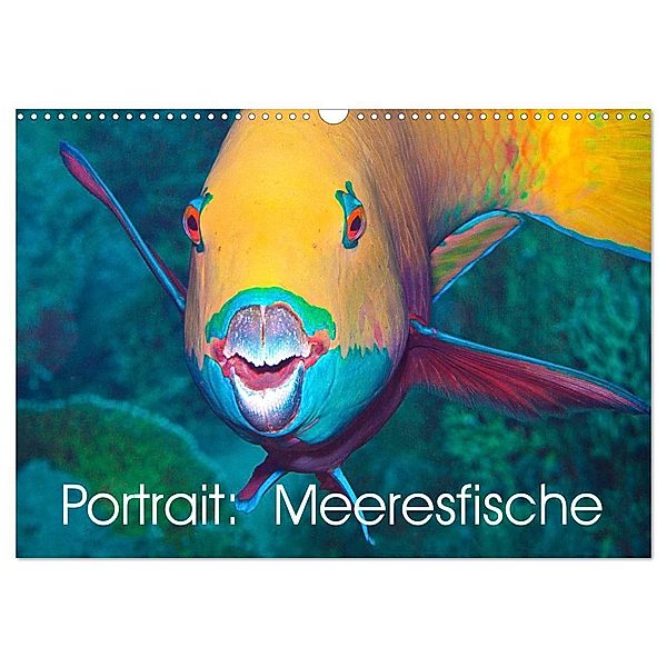 Portrait: Meeresfische (Wandkalender 2024 DIN A3 quer), CALVENDO Monatskalender, Ute Niemann
