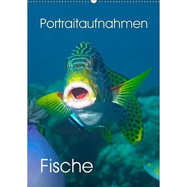 Portraitaufnahmen - Fische (Wandkalender 2020 DIN A2 hoch), Ute Niemann