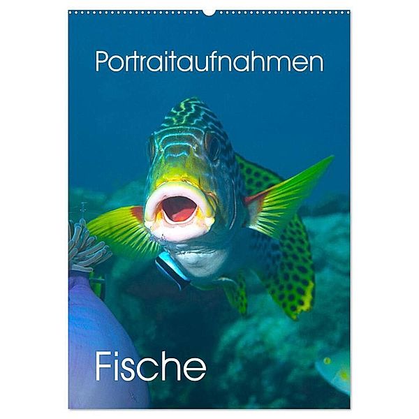 Portraitaufnahmen - Fische (Wandkalender 2024 DIN A2 hoch), CALVENDO Monatskalender, Ute Niemann