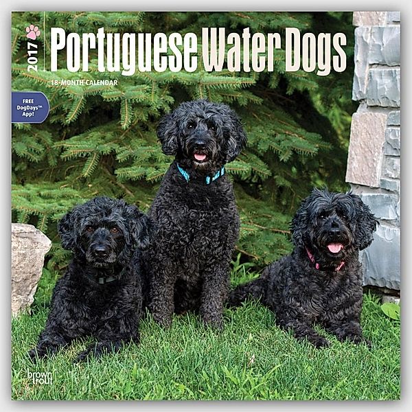 Portuguese Water Dogs 2017