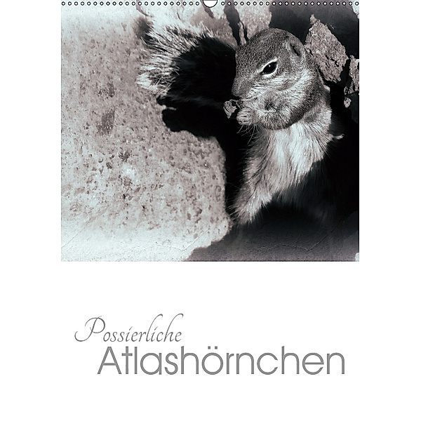 Possierliche Atlashörnchen (Wandkalender 2019 DIN A2 hoch), Lucy M. Laube