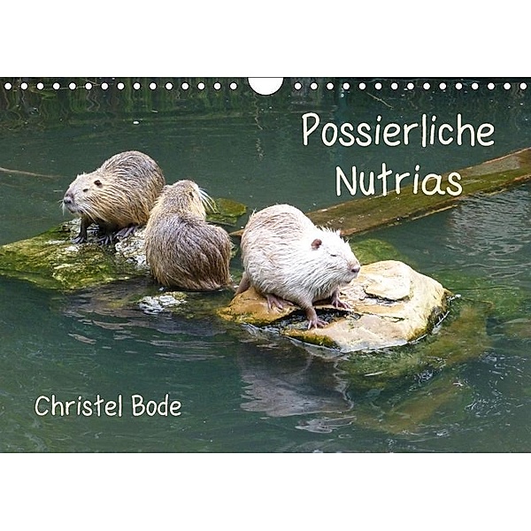 Possierliche Nutrias (Wandkalender 2017 DIN A4 quer), Christel Bode