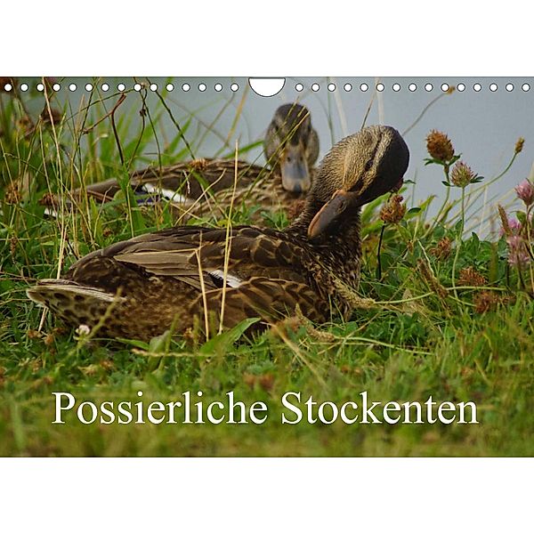 Possierliche Stockenten (Wandkalender 2023 DIN A4 quer), Babett Paul - Babett's Bildergalerie