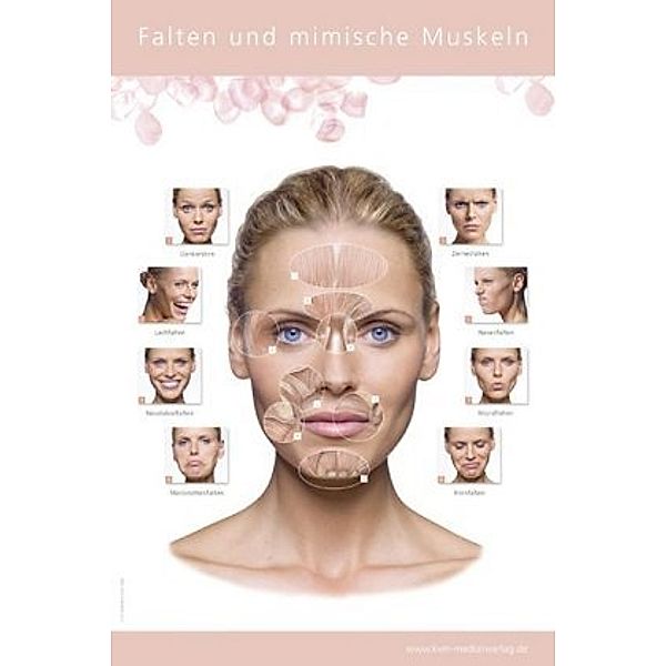 Poster - Falten und mimische Muskulatur