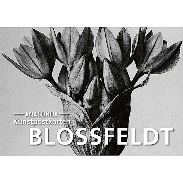 Postkarten-Set Blossfeldt, Karl Blossfeldt