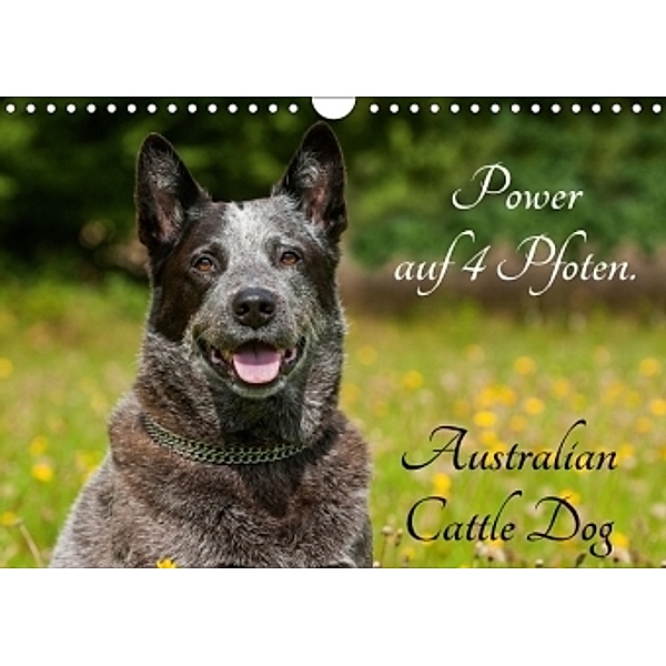 Power auf 4 Pfoten. Australian Cattle Dog (Wandkalender 2017 DIN A4 quer), Sigrid Starick