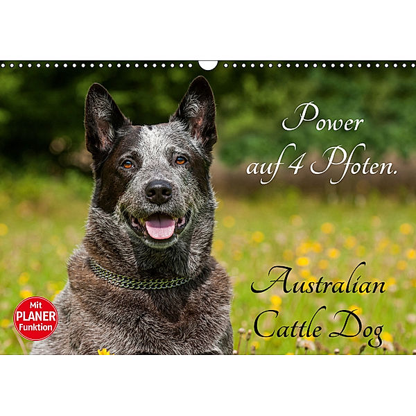 Power auf 4 Pfoten. Australian Cattle Dog (Wandkalender 2019 DIN A3 quer), Sigrid Starick