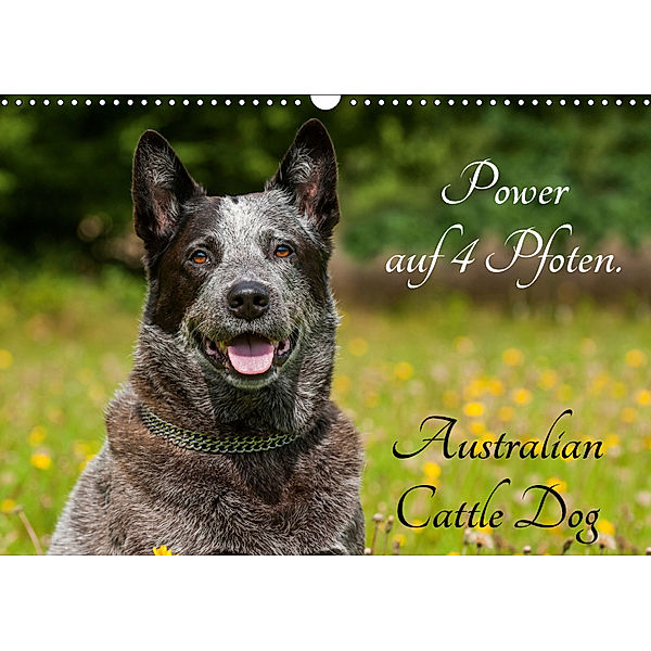 Power auf 4 Pfoten. Australian Cattle Dog (Wandkalender 2019 DIN A3 quer), Sigrid Starick