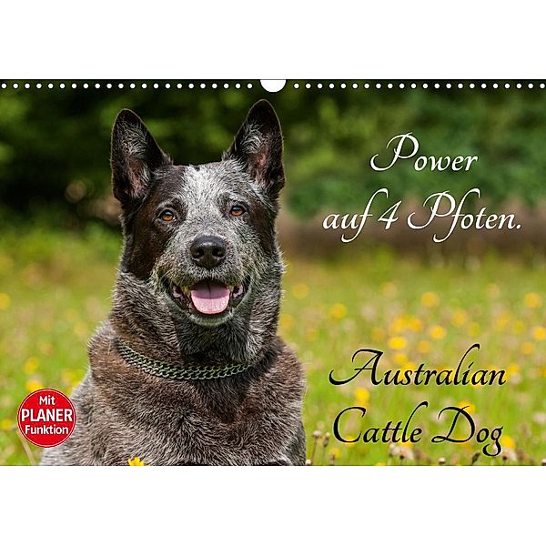 Power auf 4 Pfoten. Australian Cattle Dog (Wandkalender 2021 DIN A3 quer), Sigrid Starick