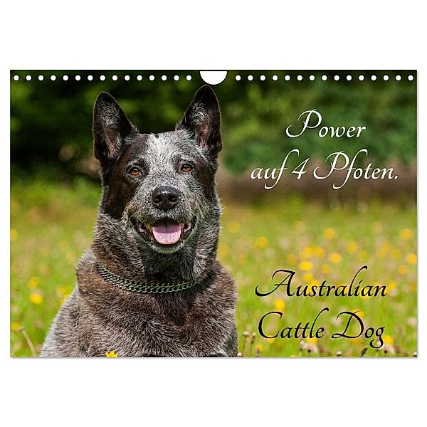 Power auf 4 Pfoten. Australian Cattle Dog (Wandkalender 2024 DIN A4 quer), CALVENDO Monatskalender, Sigrid Starick