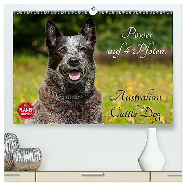 Power auf 4 Pfoten. Australian Cattle Dog (hochwertiger Premium Wandkalender 2025 DIN A2 quer), Kunstdruck in Hochglanz, Calvendo, Sigrid Starick