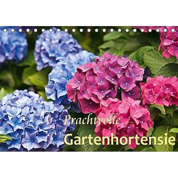 Prachtvolle Gartenhortensie (Tischkalender 2021 DIN A5 quer), Bernd Keller