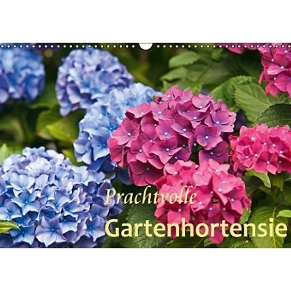 Prachtvolle Gartenhortensie (Wandkalender 2016 DIN A3 quer), Bernd Keller