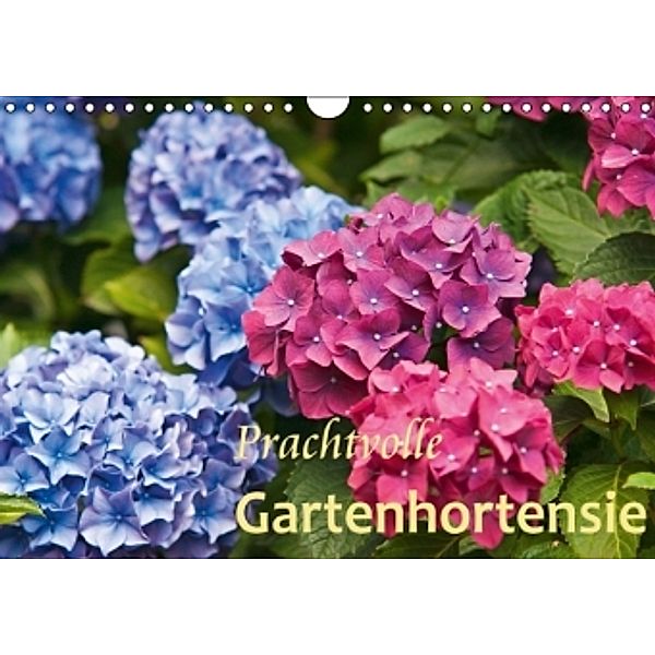 Prachtvolle Gartenhortensie (Wandkalender 2016 DIN A4 quer), Bernd Keller