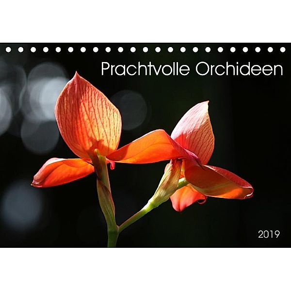 Prachtvolle Orchideen (Tischkalender 2019 DIN A5 quer), SchnelleWelten