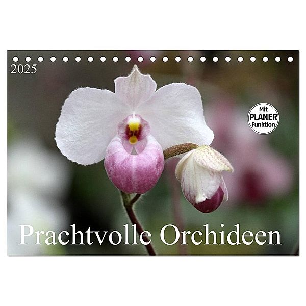 Prachtvolle Orchideen (Tischkalender 2025 DIN A5 quer), CALVENDO Monatskalender, Calvendo, Schnellewelten