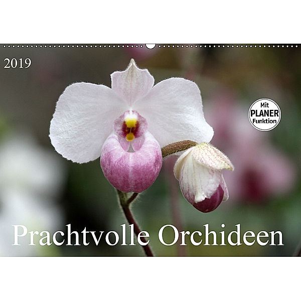 Prachtvolle Orchideen (Wandkalender 2019 DIN A2 quer), SchnelleWelten