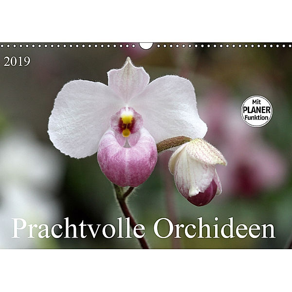 Prachtvolle Orchideen (Wandkalender 2019 DIN A3 quer), SchnelleWelten