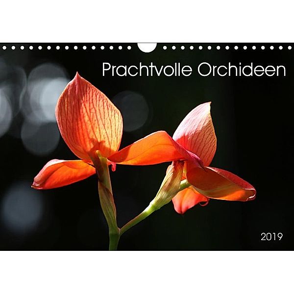 Prachtvolle Orchideen (Wandkalender 2019 DIN A4 quer), SchnelleWelten