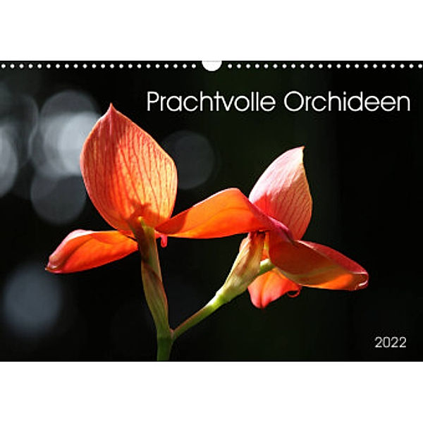 Prachtvolle Orchideen (Wandkalender 2022 DIN A3 quer), SchnelleWelten