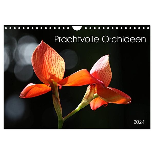 Prachtvolle Orchideen (Wandkalender 2024 DIN A4 quer), CALVENDO Monatskalender, Schnellewelten