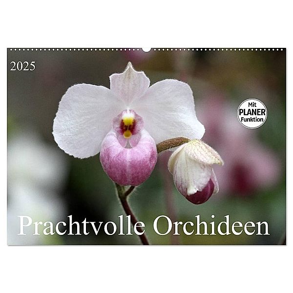 Prachtvolle Orchideen (Wandkalender 2025 DIN A2 quer), CALVENDO Monatskalender, Calvendo, Schnellewelten