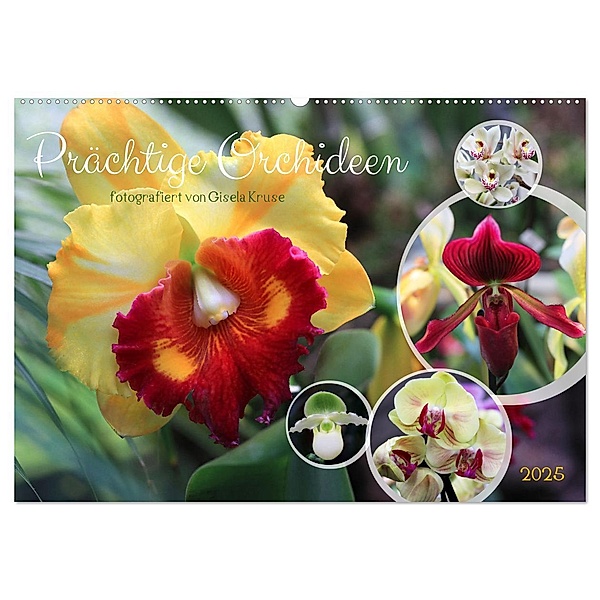 Prächtige Orchideen (Wandkalender 2025 DIN A2 quer), CALVENDO Monatskalender, Calvendo, Gisela Kruse