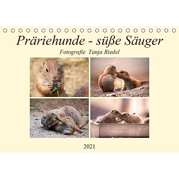 Präriehunde - süße Säuger (Tischkalender 2021 DIN A5 quer), Tanja Riedel