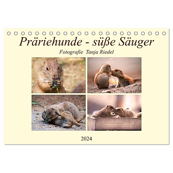 Präriehunde - süße Säuger (Tischkalender 2024 DIN A5 quer), CALVENDO Monatskalender, Tanja Riedel