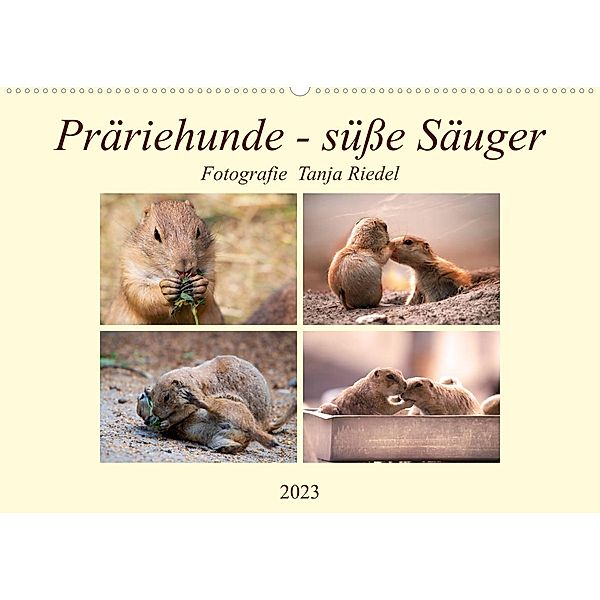 Präriehunde - süße Säuger (Wandkalender 2023 DIN A2 quer), Tanja Riedel