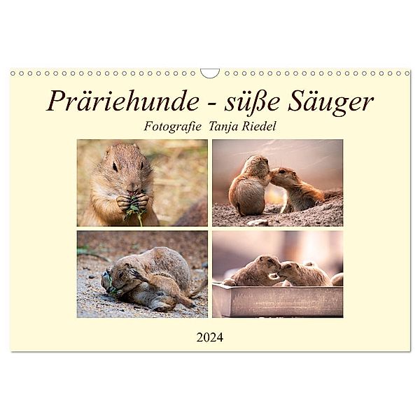 Präriehunde - süsse Säuger (Wandkalender 2024 DIN A3 quer), CALVENDO Monatskalender, Tanja Riedel