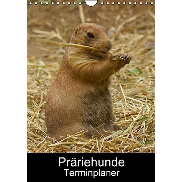 PräriehundeTerminplaner (Wandkalender 2016 DIN A4 hoch), Kattobello